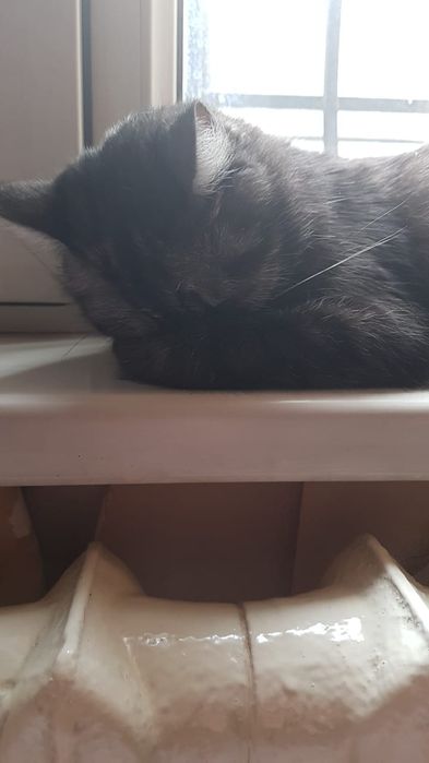 Отдадим кошку в хорошие руки с возможностью интересоваться её  жизнью