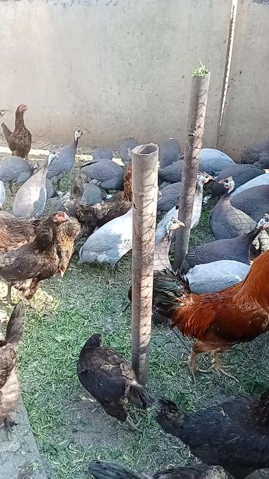 Яйцо цесарки инкубационное