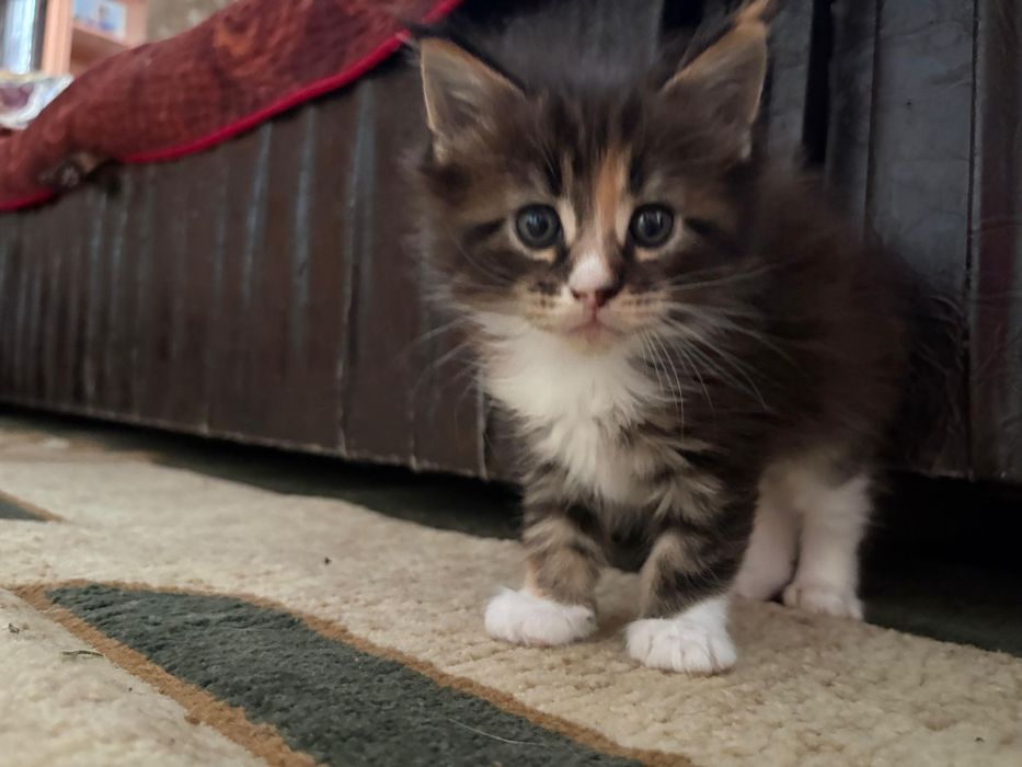 Мейн Кун котенок