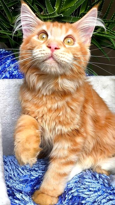 МЕЙН- КУНЫ ! ЦВЕТНЫЕ, Голубые- Мрамор- Дым и т.д.