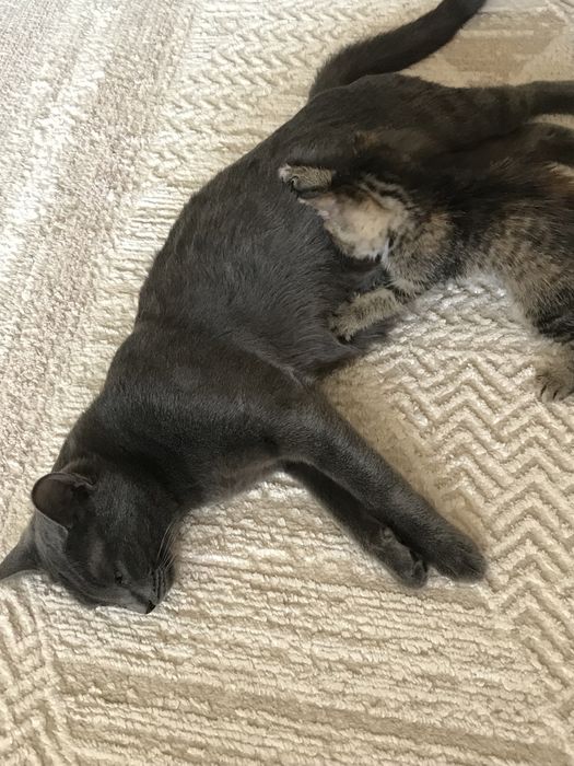 Котик в добрые руки