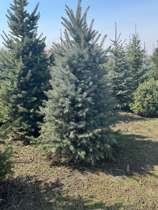 Голубая ель с доставкой
