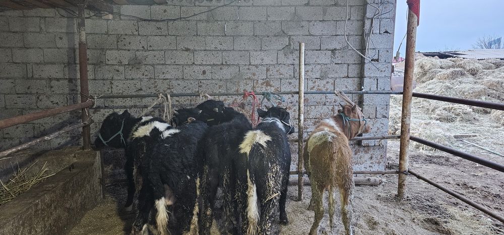 Пародалы өгіздер сатылады