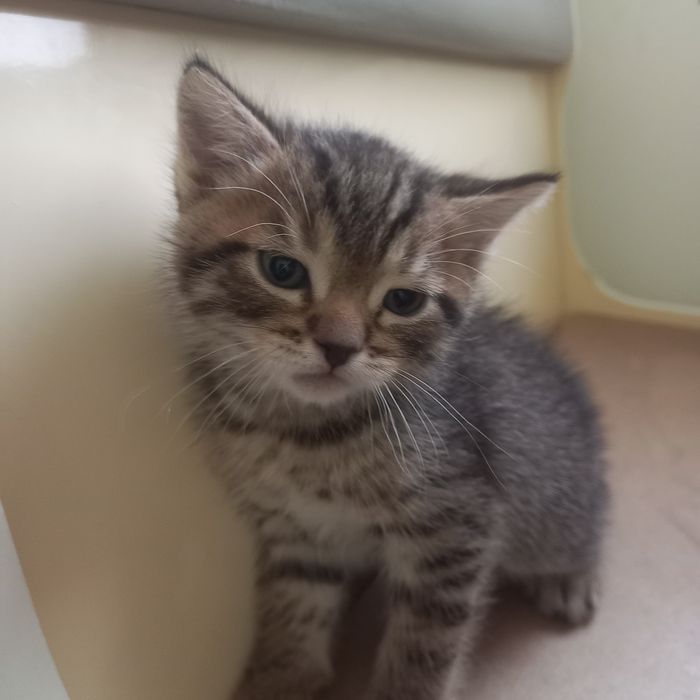 Британка  один  месяц