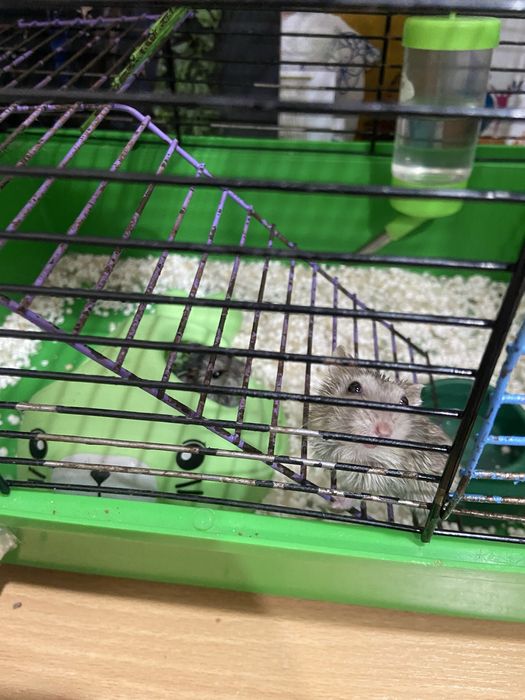 продам хомяков с клеткой