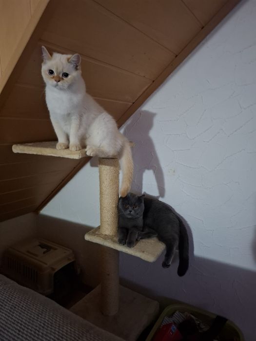 Котки британски късокосмести