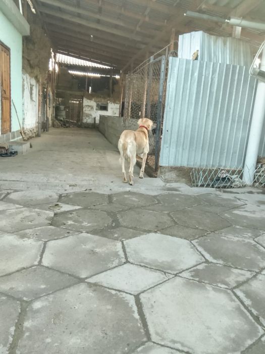 Тазы арлан, екі қар басқан