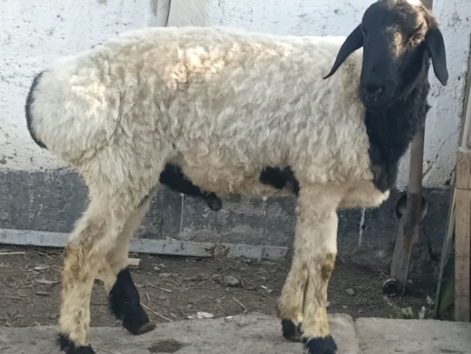 Продам баран. Кой сатылады.