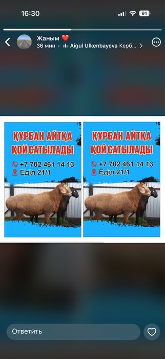 Құрбандыққа қой сатылад.