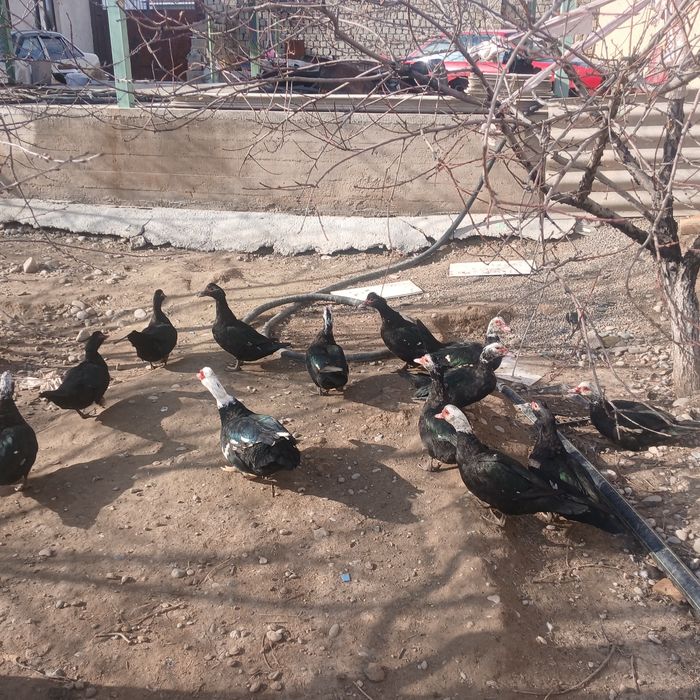 Продаю уток ундаутка