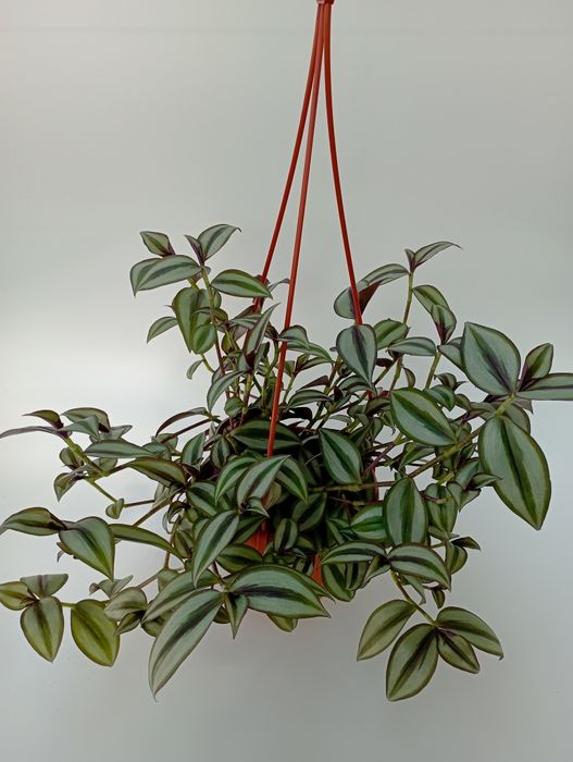 Продам комнатные цветы