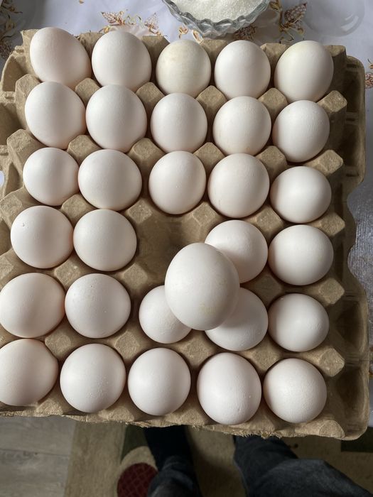 Куры поросята с доставкой до дома