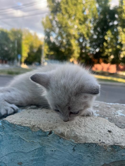 Отдам в добрые руки