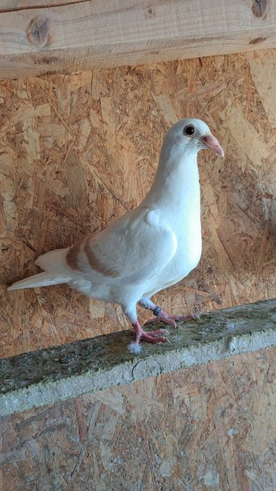 Porumbei voiajori  / Cucuruzi