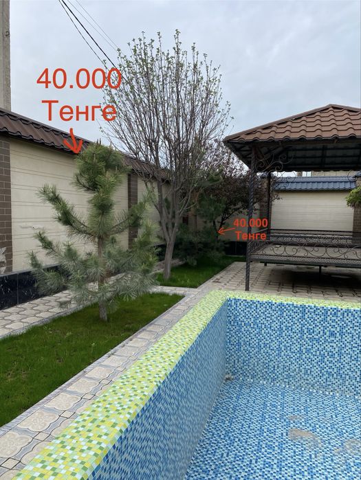 Елки, Туя, Деревья