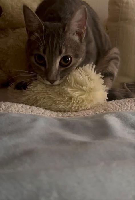 Кошечка Лекси 1,5 года