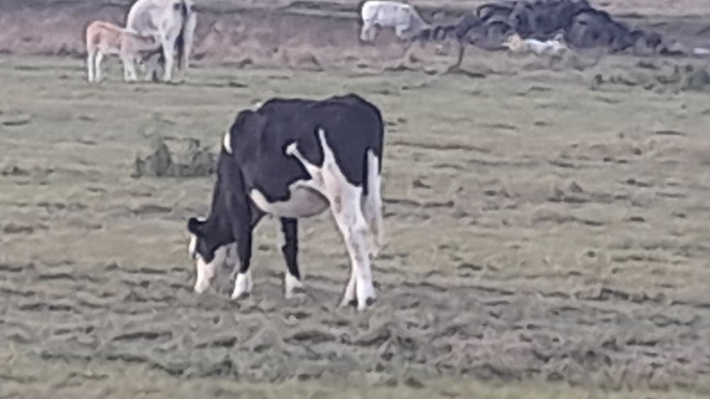 Balțată Românească 4750bucata