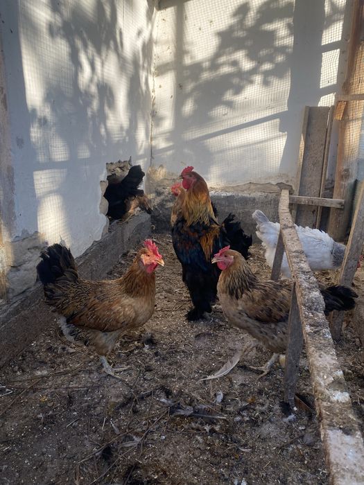 Продам семейку курей