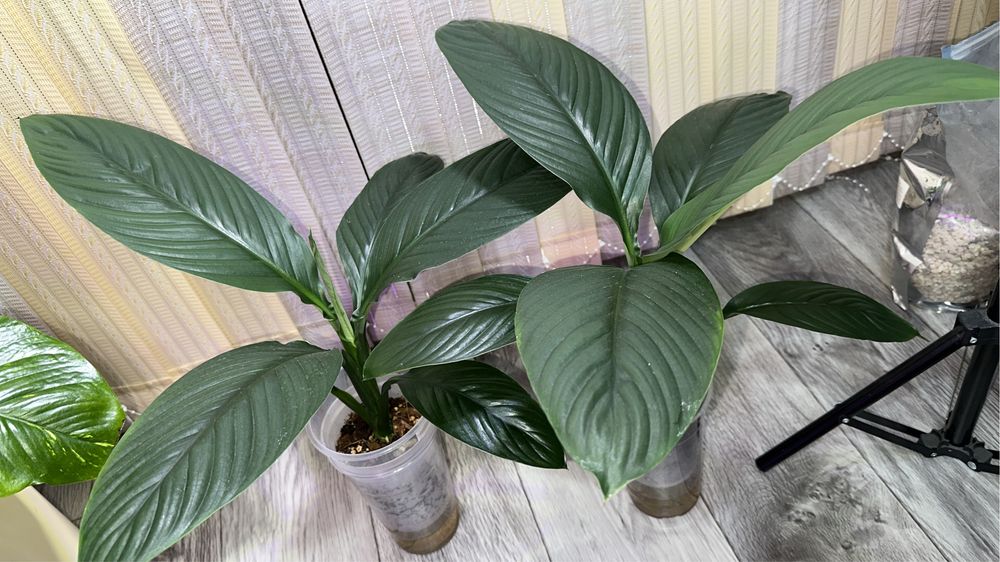 Сенсации Голандия