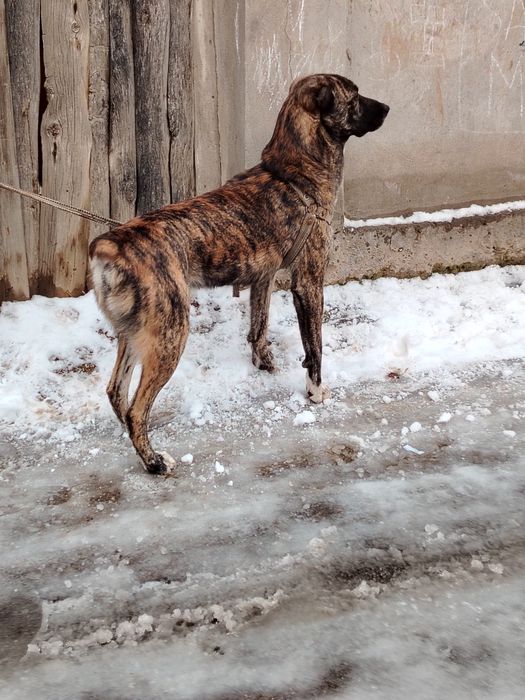 Волкадав сабака 1,5 лет