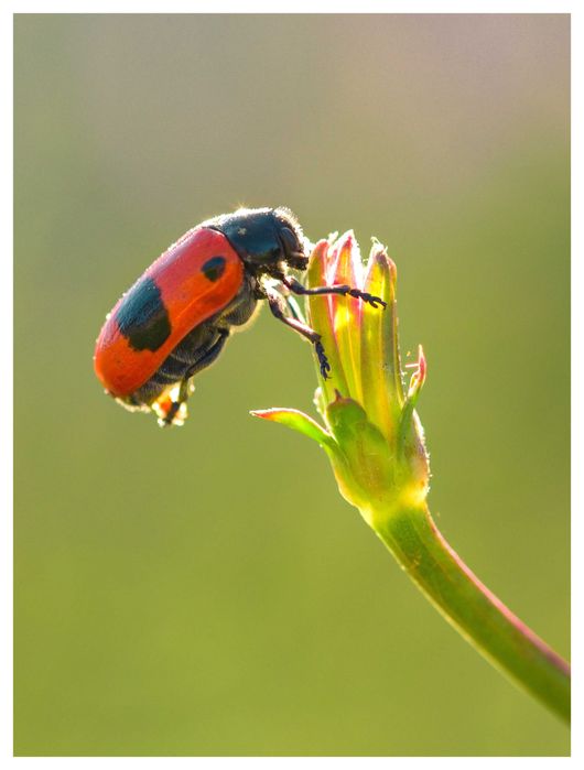 Макро обектив Sigma 105mm