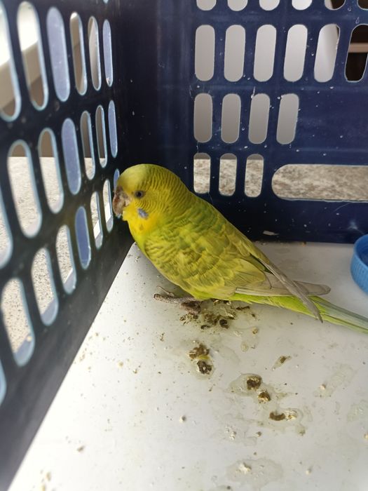 Попугай волнистый