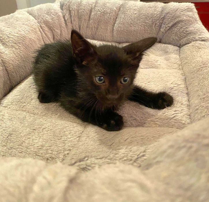 Adoptie pui de pisica negru
