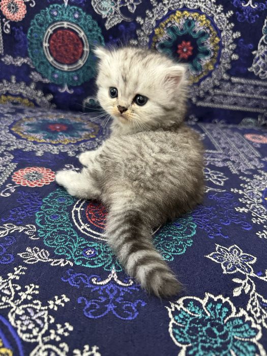 Продам котенка девочку