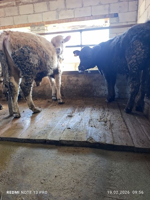 Продам два бычка