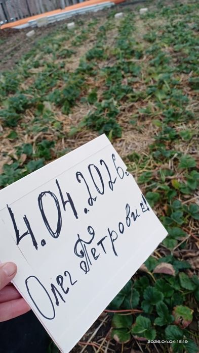 Клубника элитных сортов