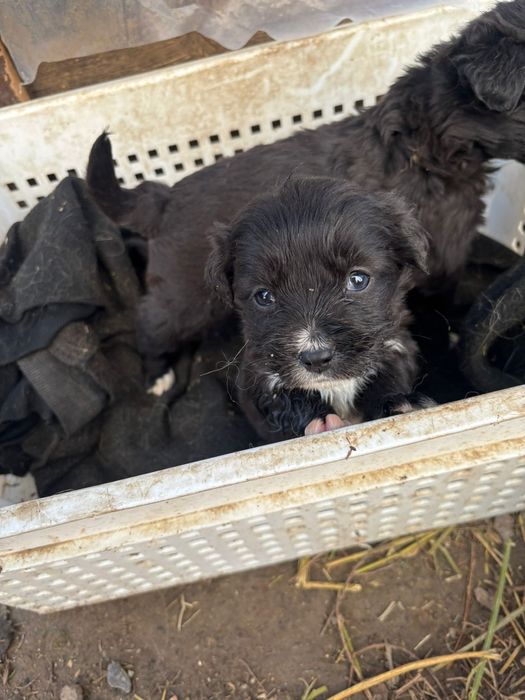 Отдам щенков  бесплатно