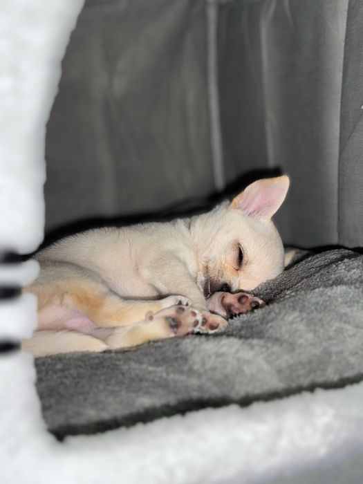 Продам щенка чихуахуа