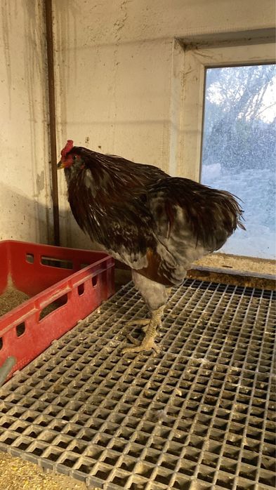 Australorp negru Araucana potarnichiu pe albastru Plymouth rockbarat gaini cocosi familii