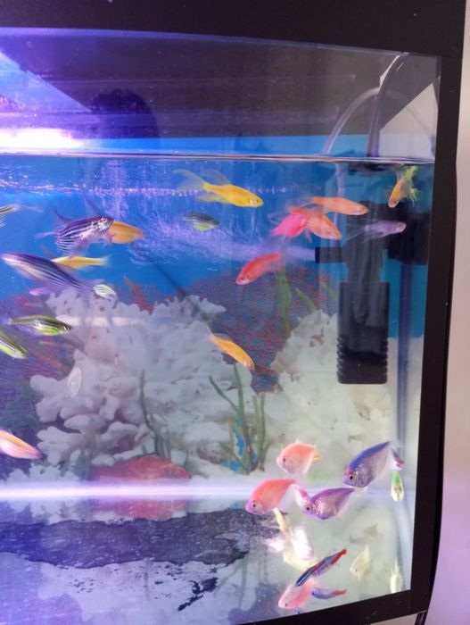 Аквариум готовый