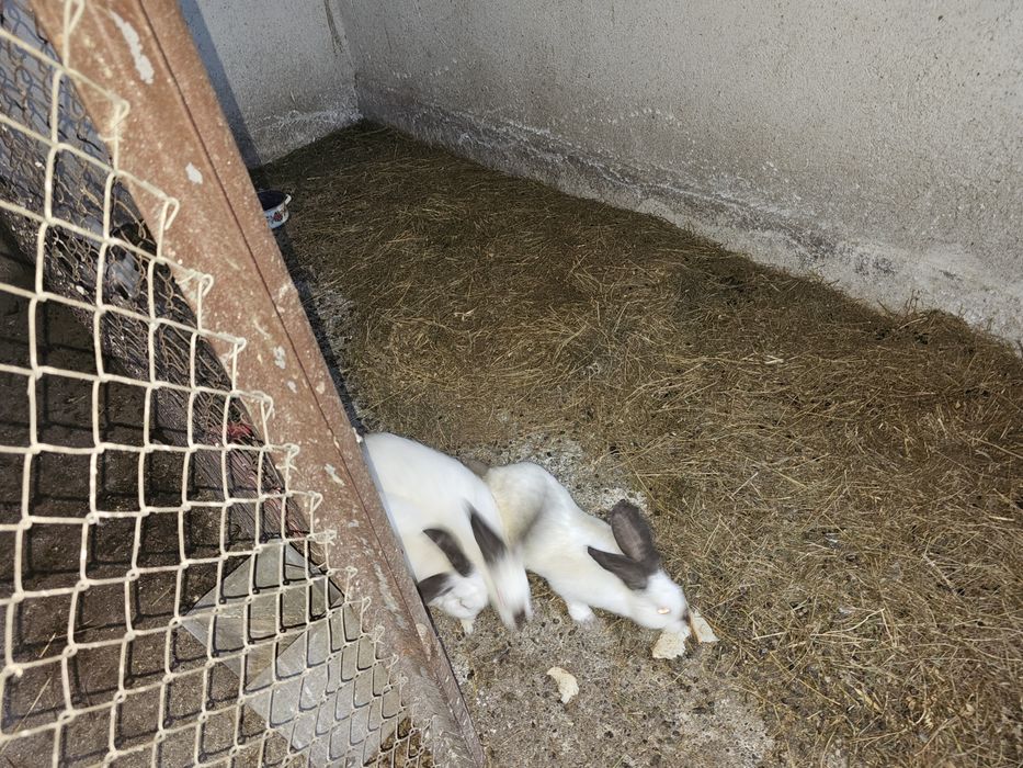 Iepuri Uriaș de Transilvania