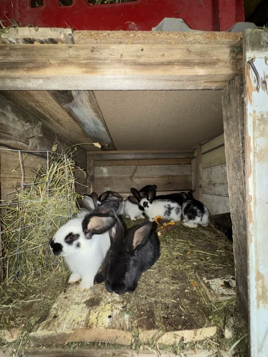 Iepurași metisi uriaș german cu fluture german de vânzare.