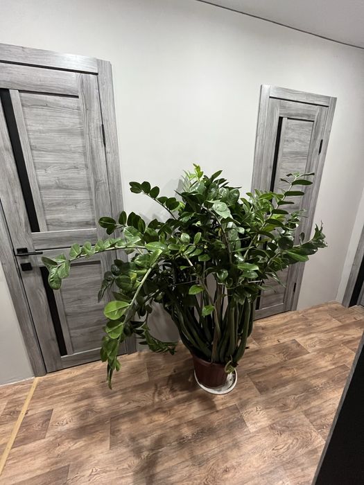 Замиокулькас (Долларовое дерево)