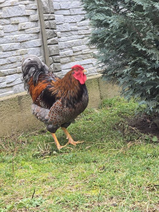 Ouă incubat rasă Wiandotte