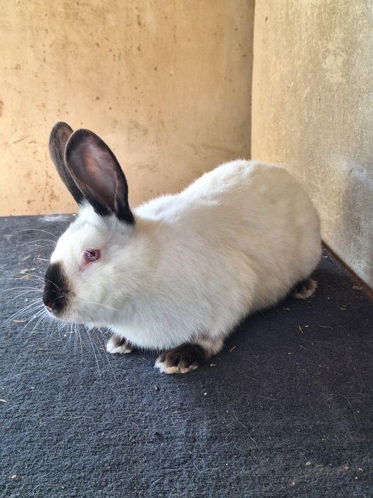 Калифорния самец