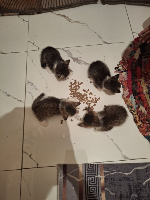 Котята срочно домашние