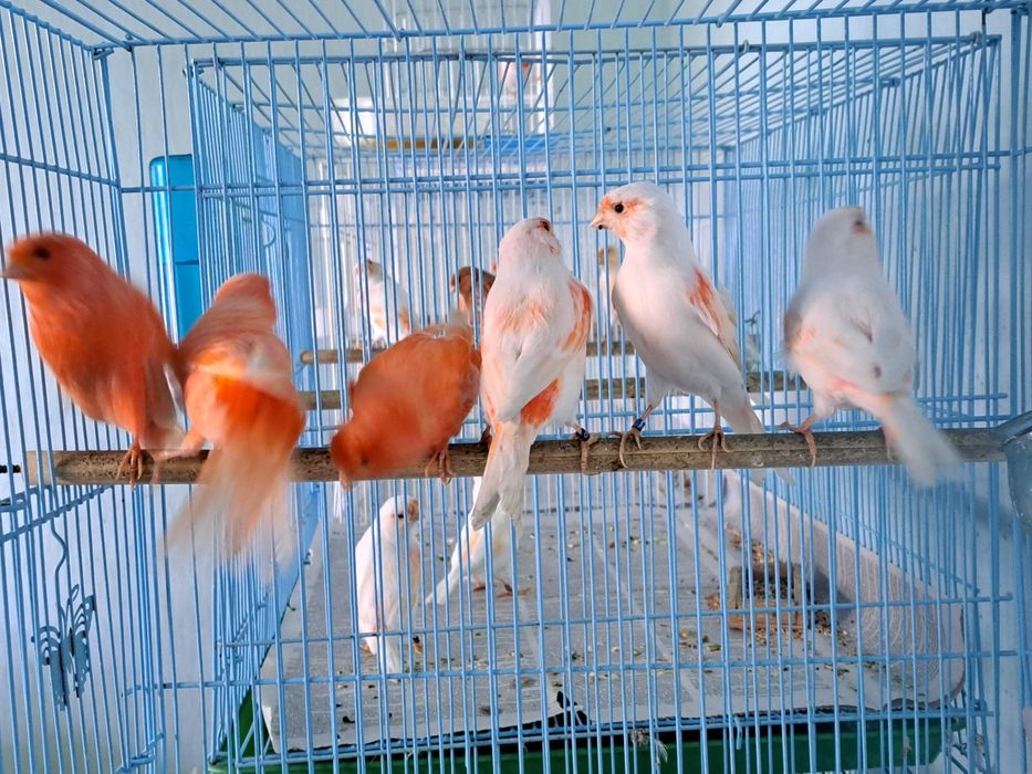 Канарейки цветные.