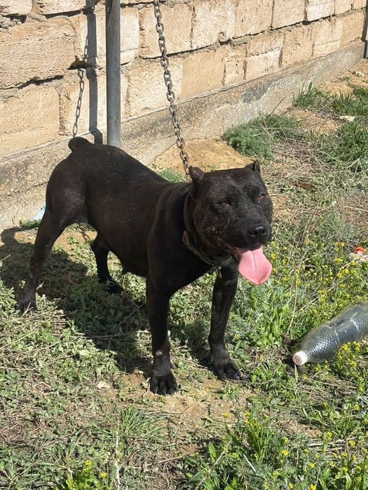 Питбуль ургашы 1рет туган