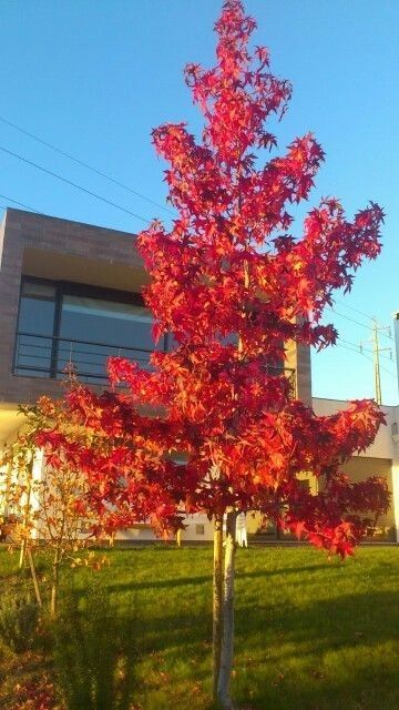 Liquidambar (Arborele De Guma )la ghiveci