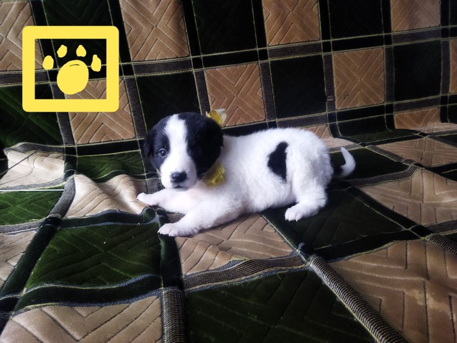 Щенки в хорошие руки!