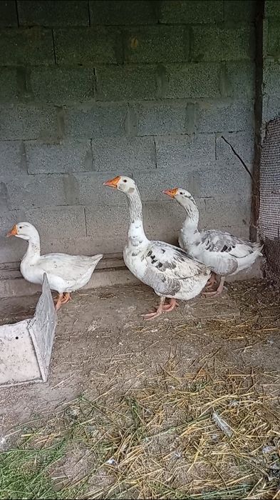 Гусак продаётся.