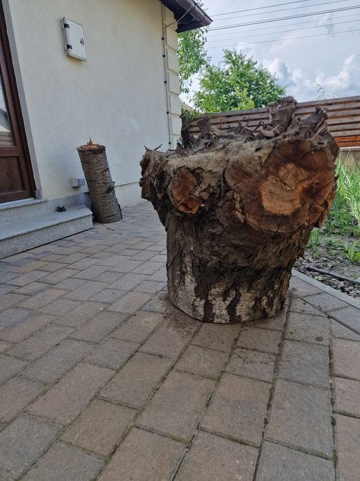 Rădăcină de cireș+ 5 butuci mari