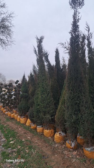 Archa va dekorativni darahtlariniz bor dastafka hizmati mavjut