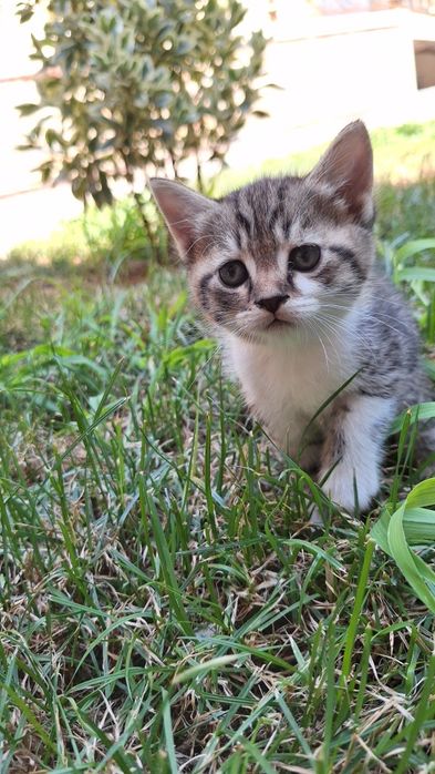 Котята 1,5 месяца продадим в хорошие руки