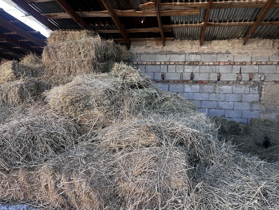 Сено Жоңышқа  Шөп