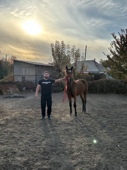 Продам коня полтарашка